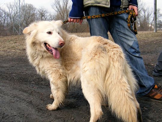 Biały - przyjaciel dla Twojego domu Biały - przyjaciel dla Twojego domu