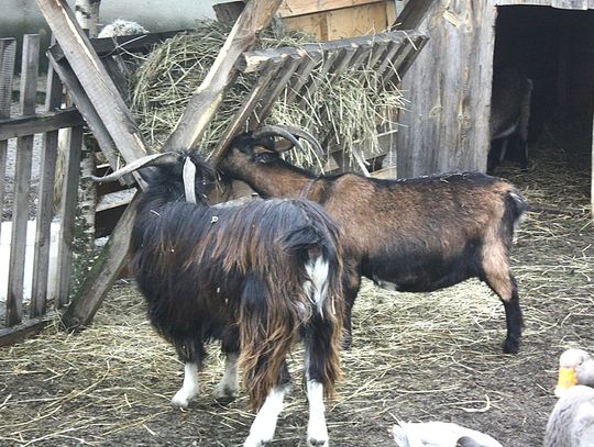(FOTO) Żywa szopka przy parafii Najświętszego Serca Jezusowego