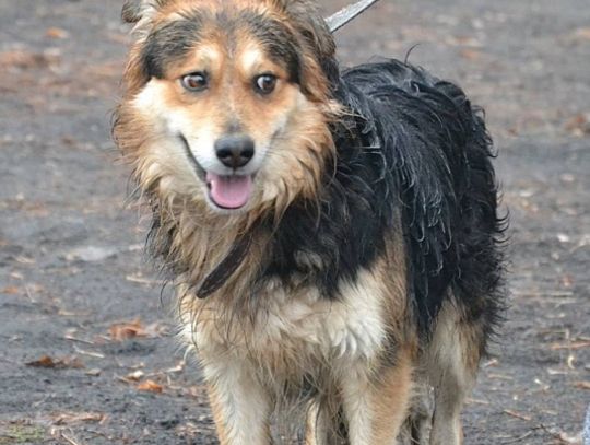 Amber, Szkrab i Wegi czekają na dom