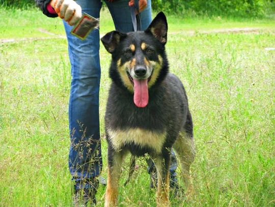 Fuks, Dalia i Keks czekają na ciebie w schronisku