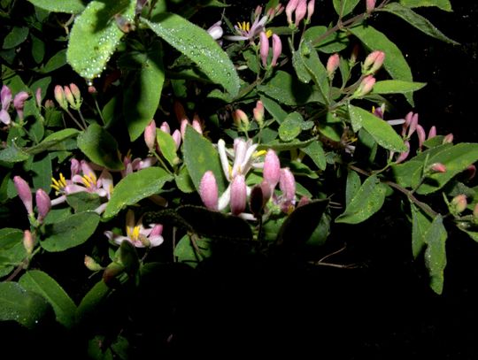 Ranek nad Pilicą Ranek nad Pilicą