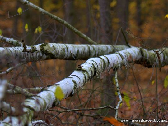 Jesienny przeplataniec
