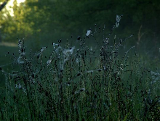 Ranek nad Pilicą Ranek nad Pilicą