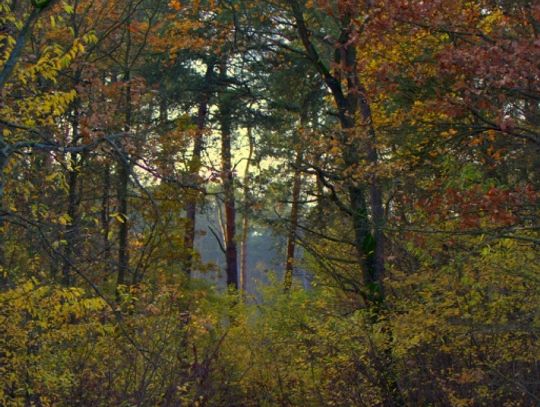 Jesienny przeplataniec