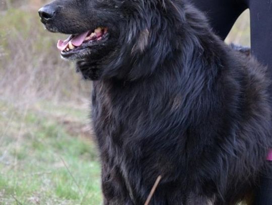 Harry, Omar i Szrama - do opieki od zaraz