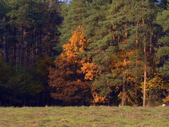Jesienny przeplataniec