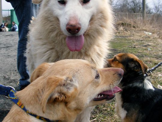 Biały - przyjaciel dla Twojego domu Biały - przyjaciel dla Twojego domu