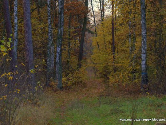 Jesienny przeplataniec