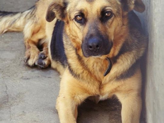 Benek, Wegi i Agrafka - szukamy dla nich opiekunów