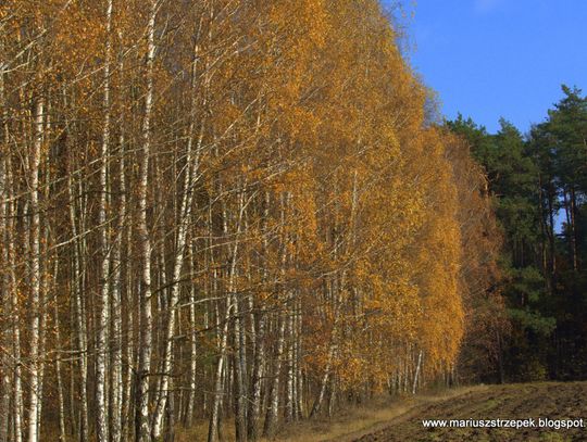 Jesienny przeplataniec