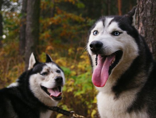 Zadowolone psy po treningu