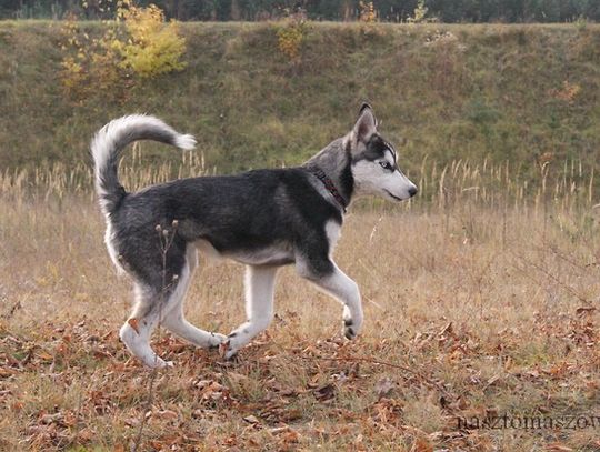 Szczenięce lata w stylu „husky”